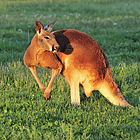 Red Kangaroo Consultants International